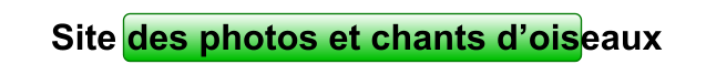 Site des photos et chants d’oiseaux