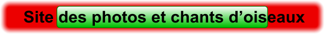 Site des photos et chants d’oiseaux